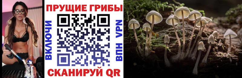 Псилоцибиновые грибы Psilocybine cubensis закладка Ейск